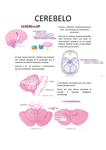 NEU-CEREBELO.pdf