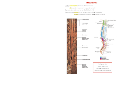 Practicas-Neuroanatomia-1.pdf