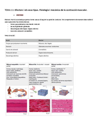 1r-parcial-Fisiologia-Animal-BLOC-5.pdf