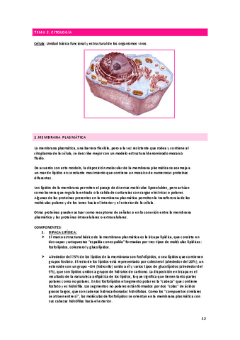 anatomia-apuntes-citologia.pdf