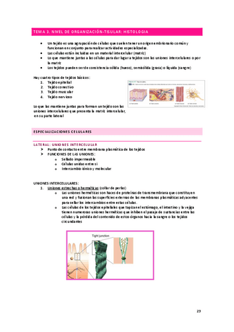 anatomia-apuntes-histologia.pdf