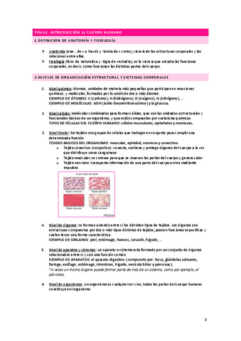 anatomia-apuntes-introduccion.pdf