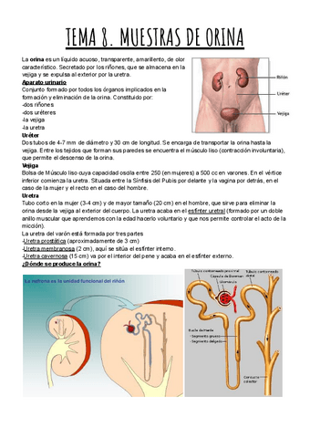 TEMA-8.-MUESTRAS-DE-ORINA.pdf