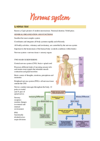 3.-Nervous-system.pdf