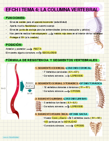 TEMA 4 EFCH-I. Columna vertebral.pdf