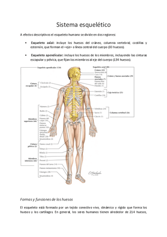 tema-2-ANATOMIA.pdf