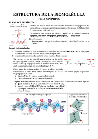 TEMA-4-Peptidos.pdf