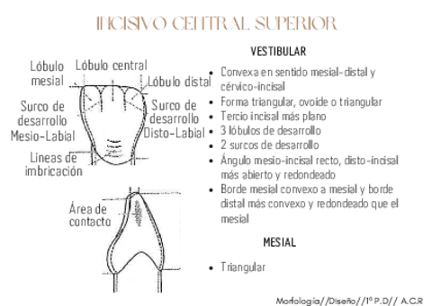 FlashCard-Morfologia-Diseno.pdf