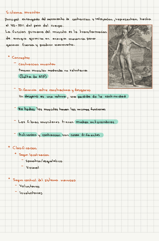 Apuntes-Sistema-Muscular.pdf