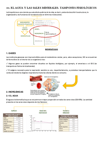01.-EL-AGUA-Y-LOS-TAMPONES-FISIOLOGICOS.pdf