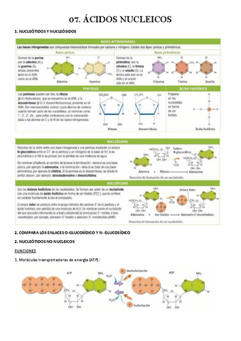 07.-ACIDOS-NUCLEICOS.pdf