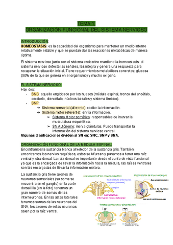 TEMA-1-ORGANIZACION-FUNCIONAL-DEL-SISTEMA-NERVIOSO.pdf