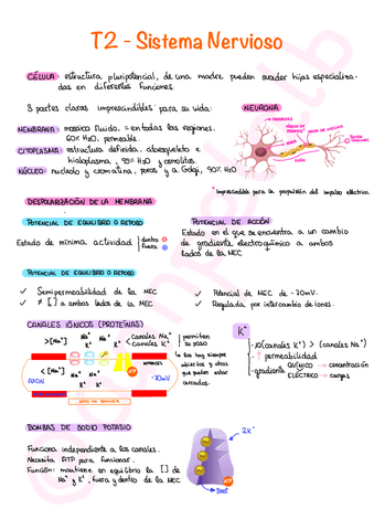 T2-Sistema-Nervioso.pdf
