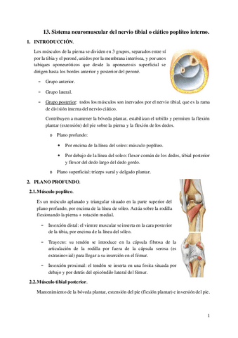 13.-SNM-del-nervio-tibial.pdf