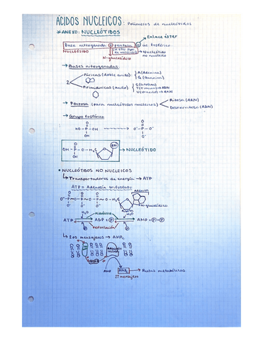ACIDOS-NUCLEICOS.pdf