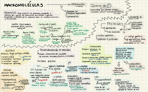 Macromoleculas-y-proteinas.jpg