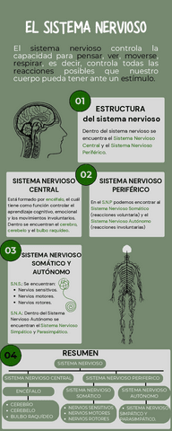 SISTEMA-NERVIOSO.pdf