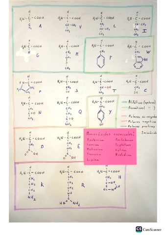 Chuleta-aminoacidos.pdf