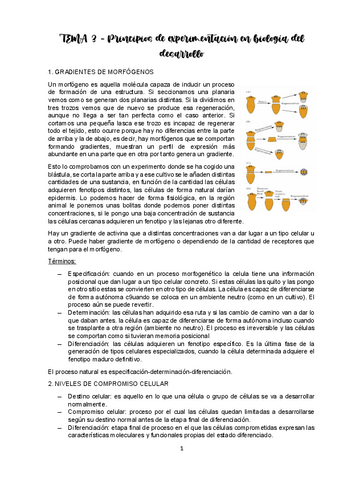 TEMA-3-DESARROLLO.pdf