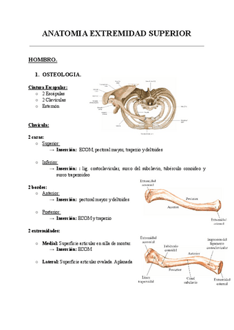 ANATOMIA-EXTREMIDAD-SUPERIOR.pdf