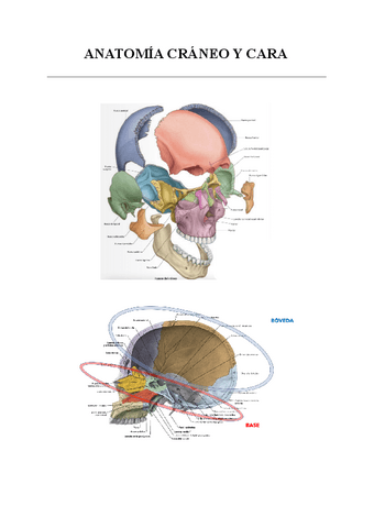 ANATOMIA-CRANEO-Y-CARA.pdf
