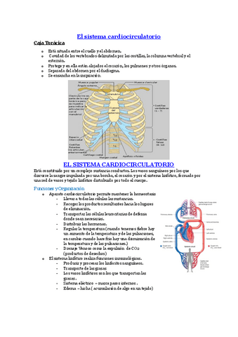 SISTEMA-CARDIOCIRCULATORIO.pdf