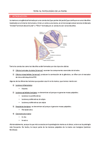 Tema-16-Patologias-de-la-mama.pdf
