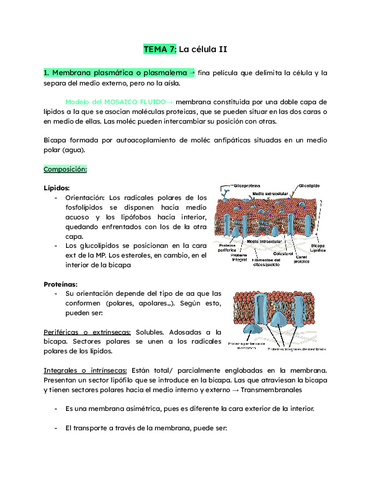 TEMA-7-La-celula-II.pdf