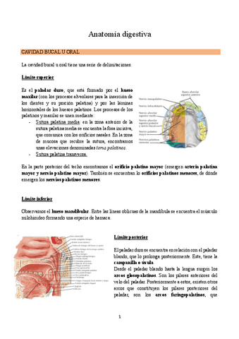 Anatomia-digestivo completo.pdf
