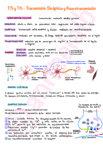 T3-Y-T6-Transmision-Sinaptica-y-Neurotransmision.pdf