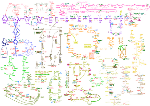 Txuleta-osoa.pdf