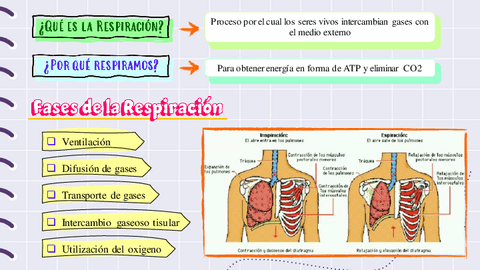 Anatomia-y-fisiologia-del-apa..pdf
