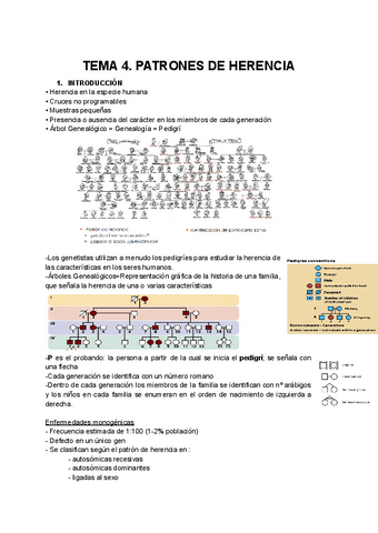 TEMA-4.PATRONES-DE-HERENCIA.pdf