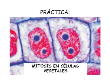 PRACTICA 2. MITOSIS EN CELULAS VEGETALES.pdf