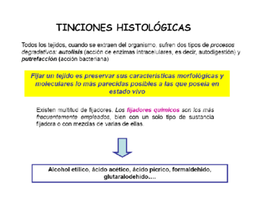 Presentación practica 3. Tinciones histológicas.pdf