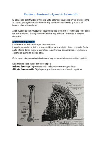 Examen-Anatomia-Aparato-locomotor.pdf