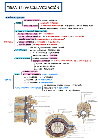 Vascularizacion.pdf