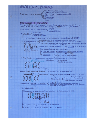 Membrana-plasmatica.pdf