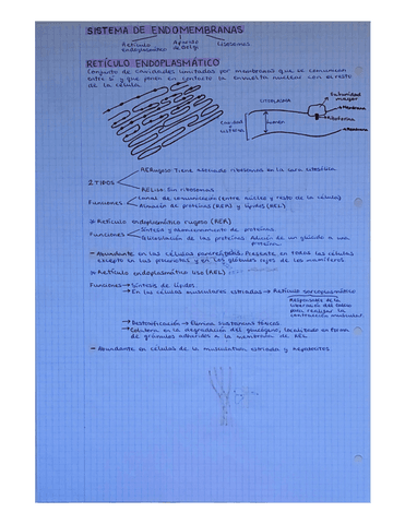 Resto-de-ORGANULOS-MEMBRANOSOS.pdf