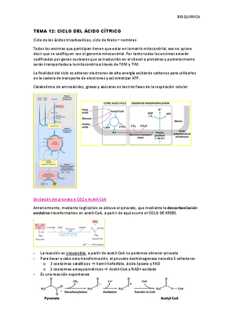 Tema-12-Ciclo-de-Krebs.pdf