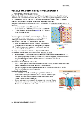 Tema-2.2-Organizacion-del-sistema-nervioso.pdf