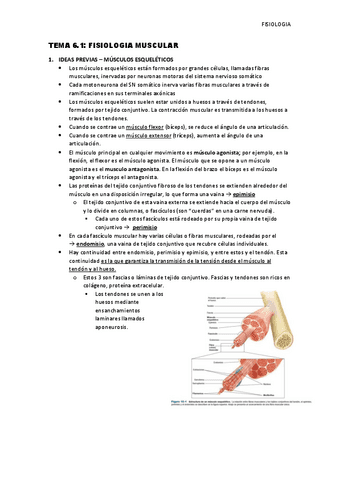Tema-6.1-Fisiologia-muscular.pdf