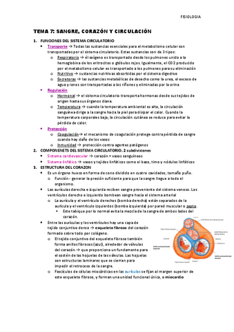 Tema-7.1-SangreJ-corazon-y-circulacion.pdf
