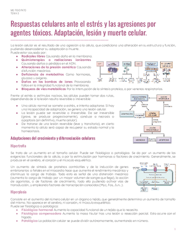 PAR1Tema-4-Respuestas-celulares.pdf