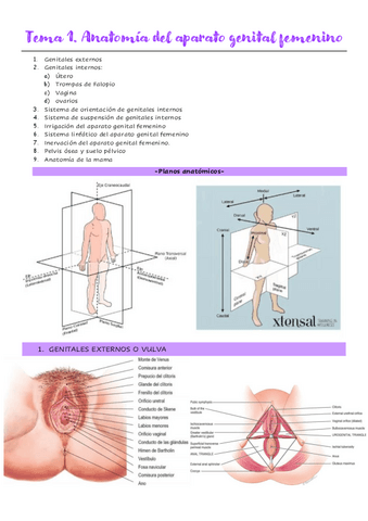 Tema-1.-Anatomia-del-aparato-genital-femenino.pdf