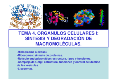Tema 4.-Sintesis y degradación de macromoleculas.pdf