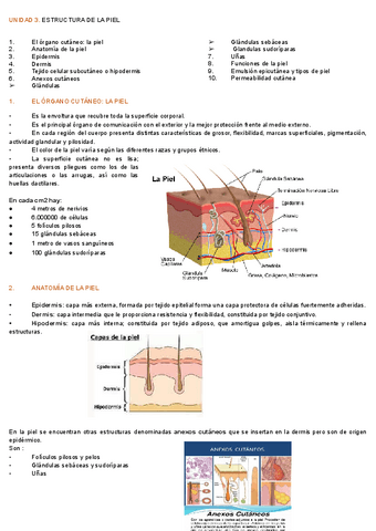 Apuntes-analise.-A-pel..docx.pdf