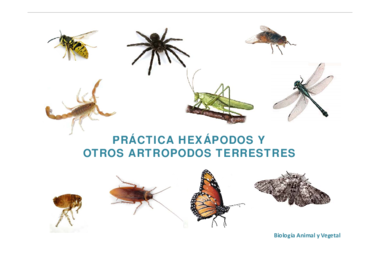 Práctica hexápodos.pdf