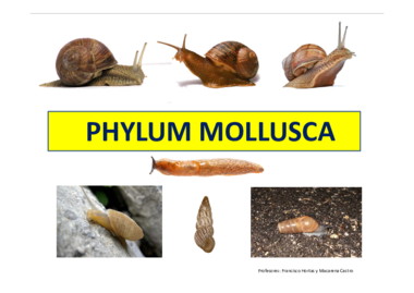 PRÁCTICA MOLUSCOS.pdf
