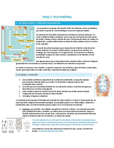 TEMA-7-FILO-PORIFEROS.pdf
